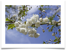 Dunham Blossom - Helen Kulczycki